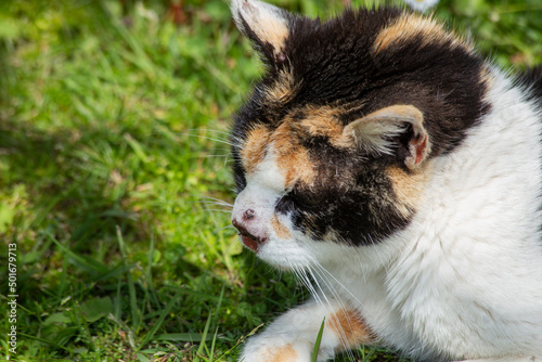 sick cat with nose cancer. squamous cell carcinoma. need to visit a veterinary clinic. tricolour cat lying in a grassy field.