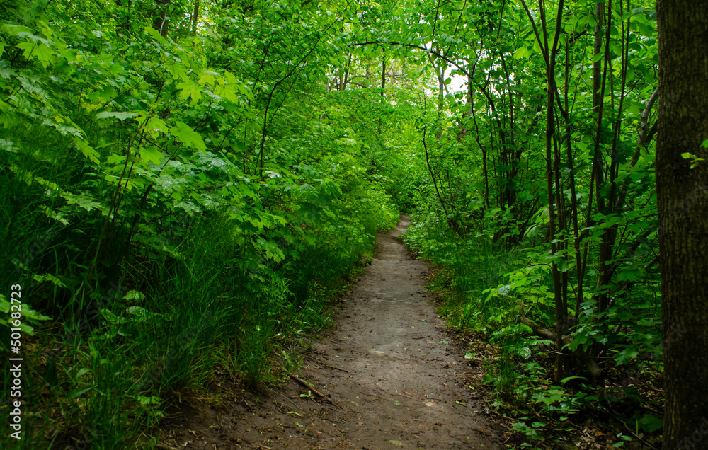 The beautiful scenery of a green forest during a beautiful sunny day with tall trees, grass and moss. The natural landscape of lush vegetation environment. The beautiful scenery of a green forest during a beautiful sunny day with tall trees, grass and moss. The natural landscape of lush vegetation environment.