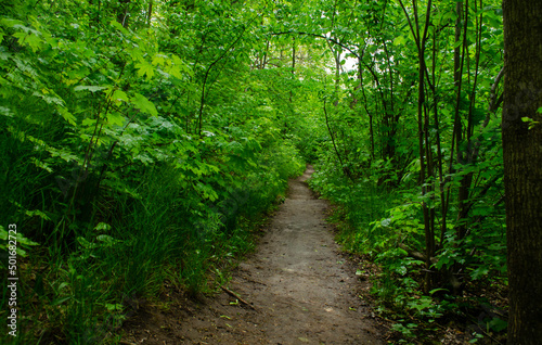 The beautiful scenery of a green forest during a beautiful sunny day with tall trees, grass and moss. The natural landscape of lush vegetation environment.