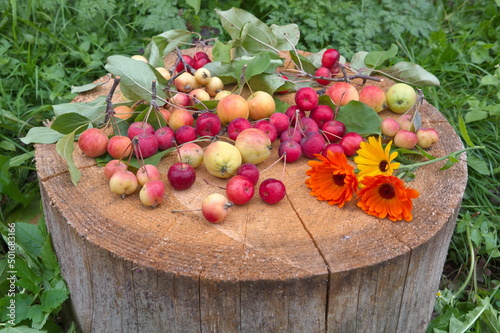 Apples ranet and calendula flowers on a stump in the garden photo