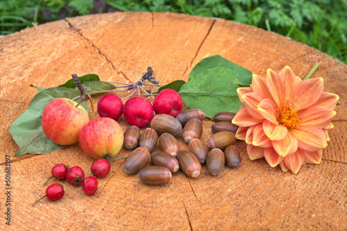 Autumn still life with apples ranet and acorns on a stump photo