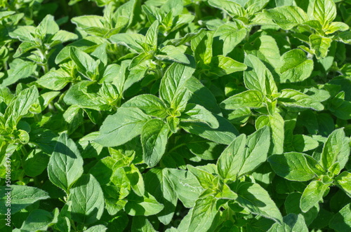 Leaves of oregano  Lat. Origanum vulgare   background