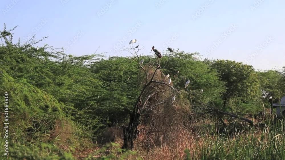 Birds sitting on trees in Gujarat, India Birds sitting on trees in Gujarat, India