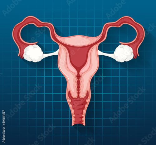 Human internal organ with uterus