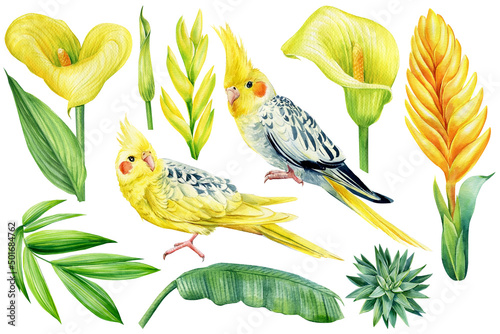 Set of cockatiel parrot  calla  palm leaves  succulent on an isolated background  watercolor botanical illustration