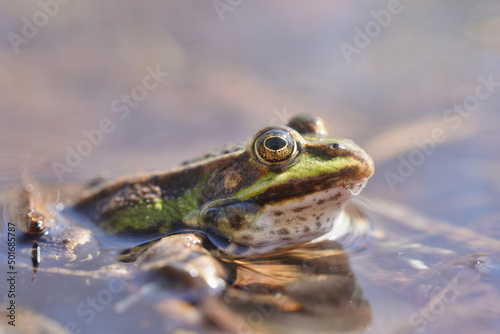 The edible frog (Pelophylax  esculentus) in the nature habitat. Wildlife scene from Germany. 