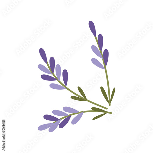 lavender isolated on white background. Vector illustration