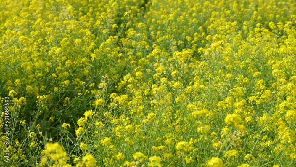The wind blows the rapeseed field The wind blows the rapeseed field