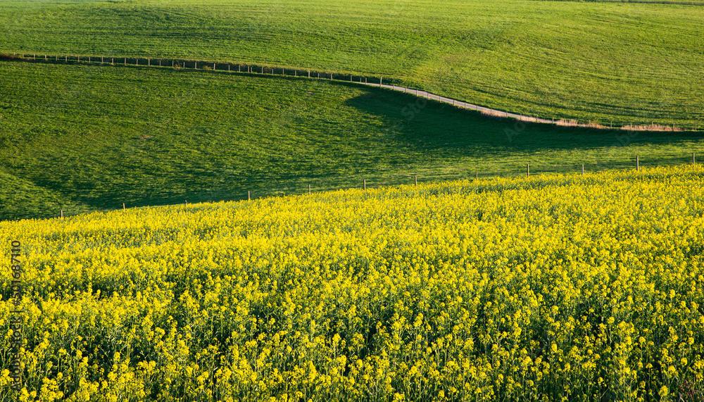 Landscape with yellow blooming raps field, agriculture in spring, countryside in Germany, cultivated farmland
