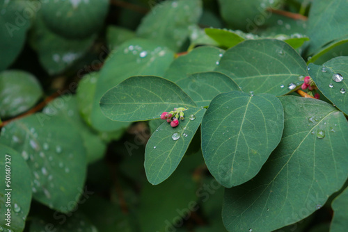 green leaves with raindrops and small pink and red flowers
