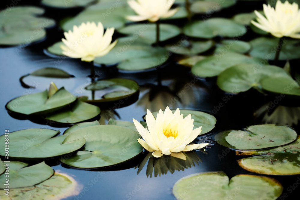Water lily lotus flower in pond green leaves. Water lily lotus flower in pond green leaves.