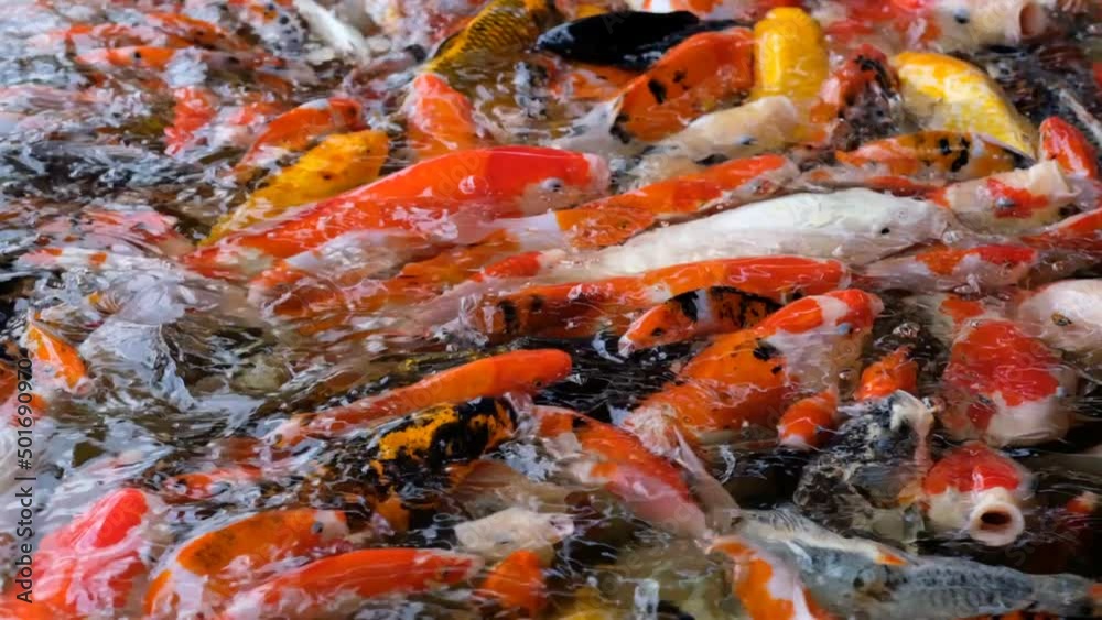 carp fish pond background, colorful background, Fancy carp
carp fish pond background, colorful background, Fancy carp