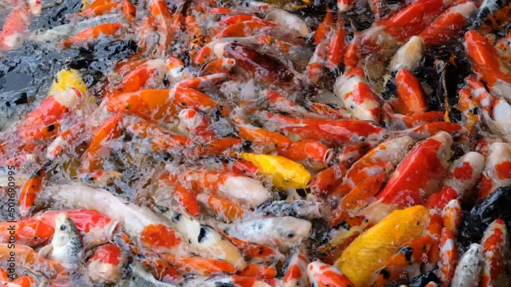 carp fish pond background, colorful background, Fancy carp
carp fish pond background, colorful background, Fancy carp