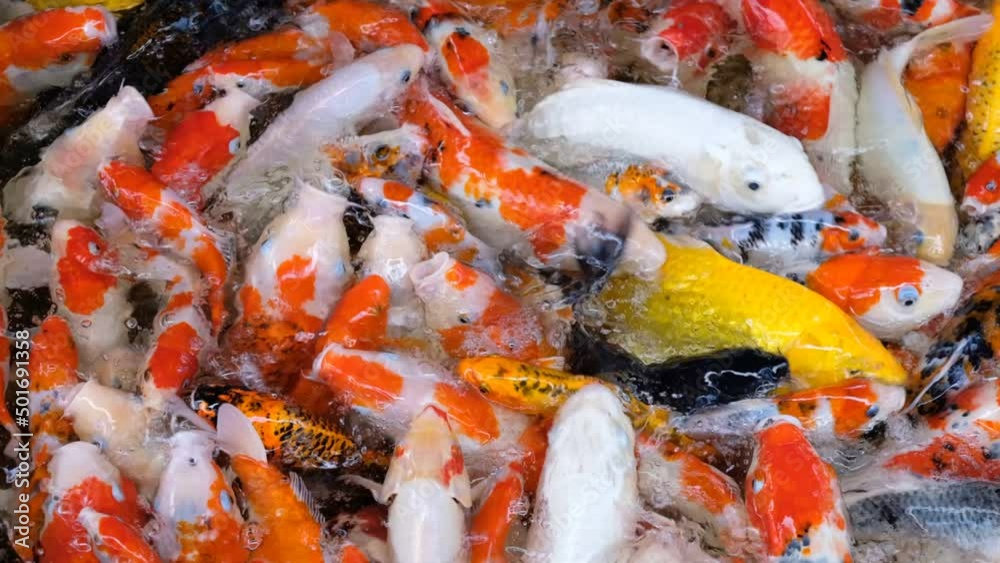carp fish pond background, colorful background, Fancy carp
carp fish pond background, colorful background, Fancy carp