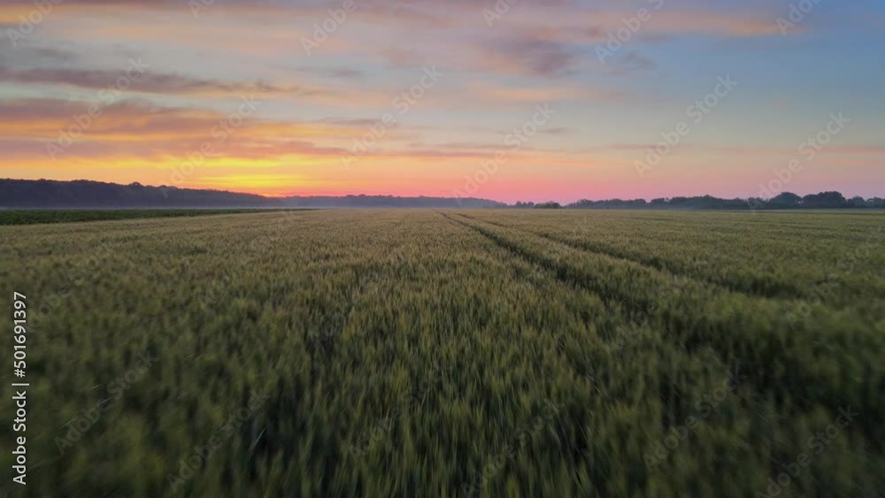 Aerial view 4k video of an amazing summer sunrise over a field of wheat grain with warm colours - close up landscape view - agriculture theme Aerial view 4k video of an amazing summer sunrise over a field of wheat grain with warm colours - close up landscape view - agriculture theme