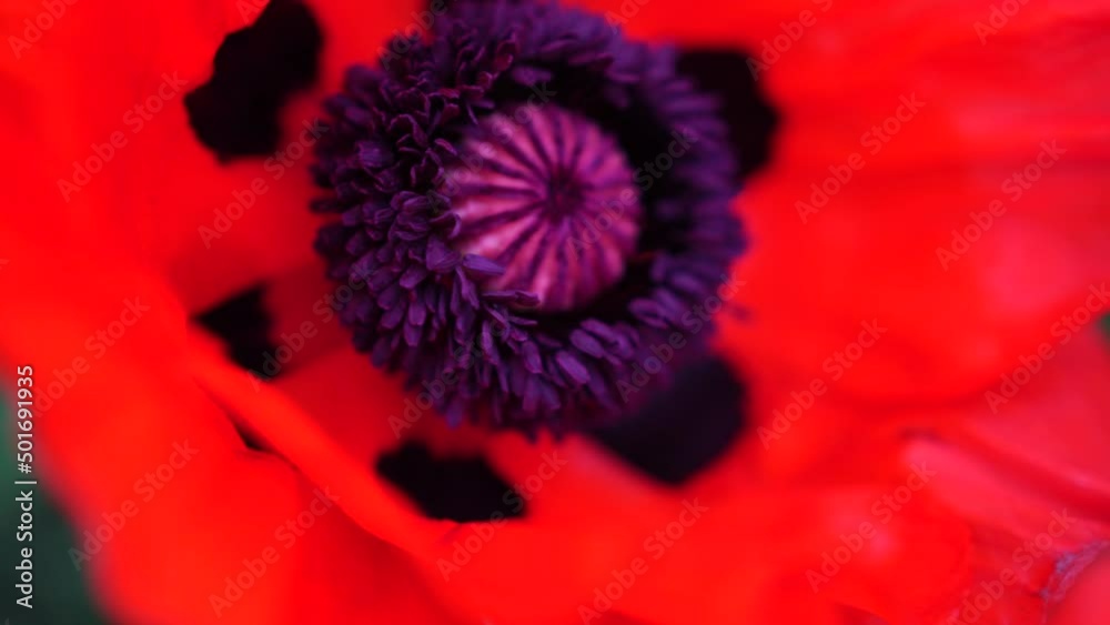 One red poppy extremely close up of petal flower. Poppies in the meadow wild poppy field, swinging by the wind. Close-up of blossoming poppies. Macro. Selective focus. Never-ending beauty of nature. One red poppy extremely close up of petal flower. Poppies in the meadow wild poppy field, swinging by the wind. Close-up of blossoming poppies. Macro. Selective focus. Never-ending beauty of nature.