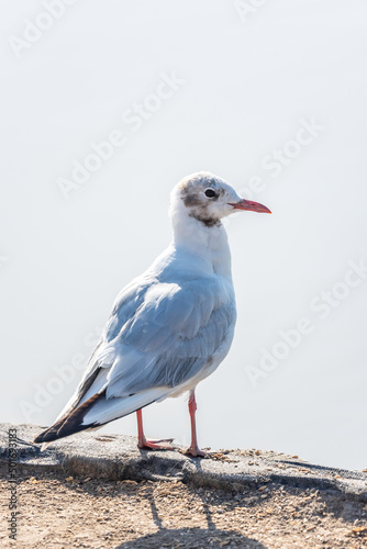 black-headed seagull by the sea