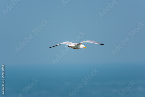 Larus argentatus-Gull flying in the sky
