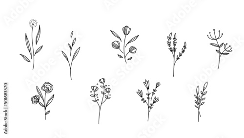 Set or Bundle of Colorless Botanical Illustration Line Art, Doodle in Black on White Background