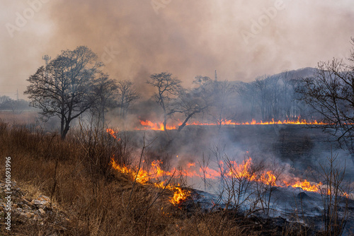 This photo shows a forest fire in Russia. The forest is on fire. High quality photo © Вера Щербакова