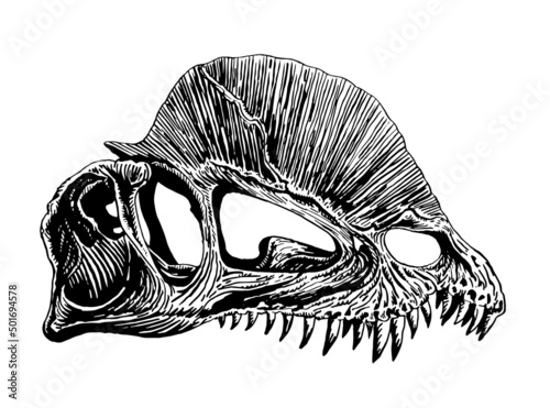 Graphical skull of dilophosaurus isolated on white background,vector fossil element of museum
