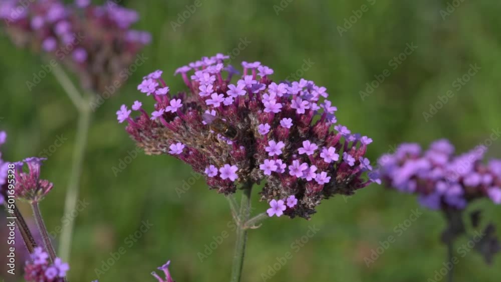 Honey bee collecting pollen on a purple verbena bonariensis flower plant they are used for pollination and are also known as honeybee, macro close up video footage clip Honey bee collecting pollen on a purple verbena bonariensis flower plant they are used for pollination and are also known as honeybee, macro close up video footage clip