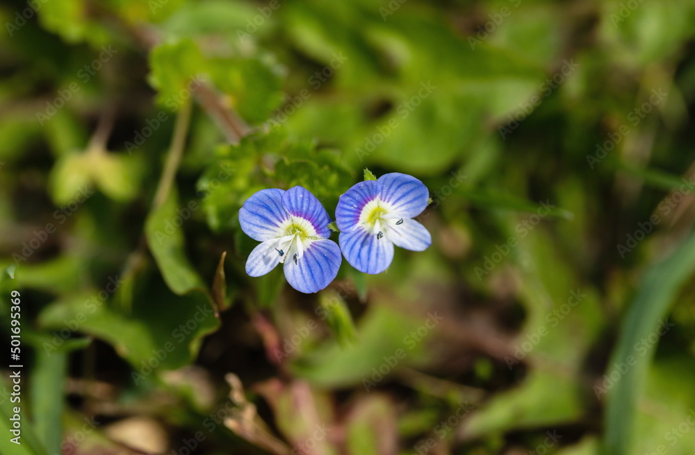 Small two blue wildflowers blooming on the roadside Small two blue wildflowers blooming on the roadside