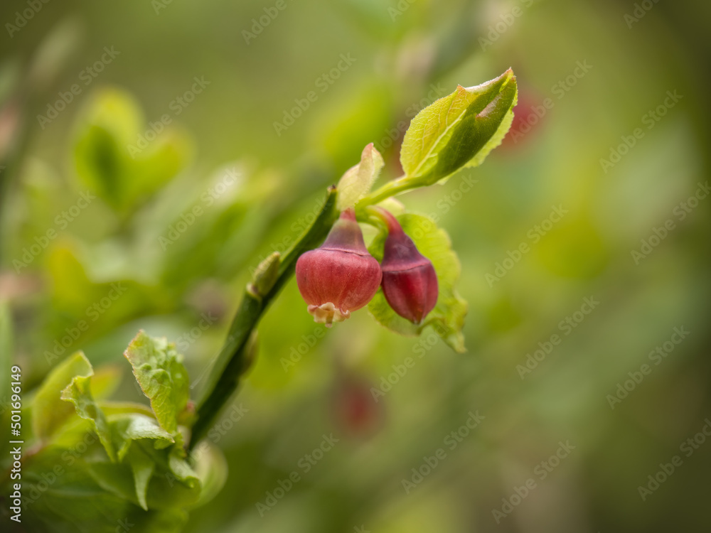 Whortleberry flowers, macro, on Exmoor, Devon. Vaccinium myrtillus. Whortleberry flowers, macro, on Exmoor, Devon. Vaccinium myrtillus.
