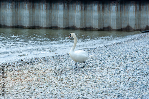 schwimmender Schwan