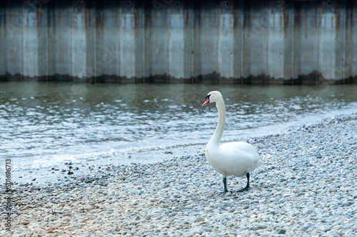 schwimmender Schwan