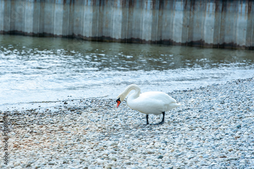 schwimmender Schwan