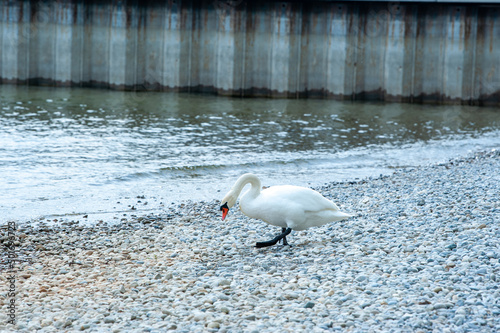 schwimmender Schwan