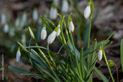 White snowdrop flower  close up. Galanthus blossoms illuminated by the sun in the green blurred background  early spring. Galanthus nivalis bulbous  perennial herbaceous plant in Amaryllidaceae family