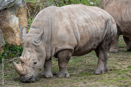 Southern white rhinoceros  Ceratotherium simum simum . Criticall