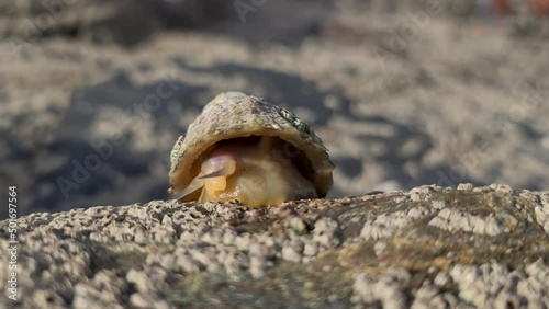The Common Limpet, Patella vulgata, Sea Mollusc, is an aquatic snail with uncommonly strong teeth.