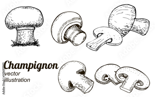 Vector sketch set of champignon mushrooms, graphics drawn. Vintage style. Engraving, gourmet cuisine, vegetarian, autumn mushrooms isolated on a white background for print, cookbook. Hand drawn style