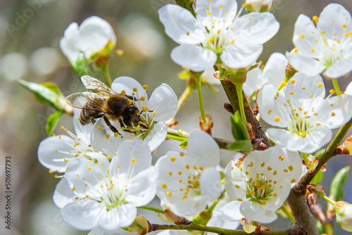 Honey bee in caucasian plum blossoms. Prunus cerasifera var.divaricata