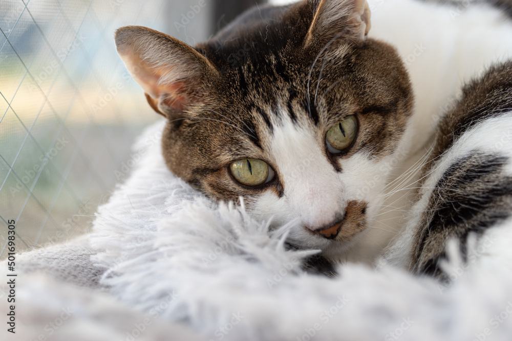 見つめる猫 キジトラ白 Stock Photo Adobe Stock