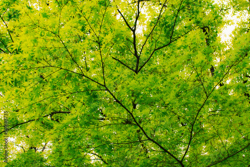 新緑の若葉の森林 楓の木漏れ日のきらきら光 リラックス緑の癒しイメージ背景素材