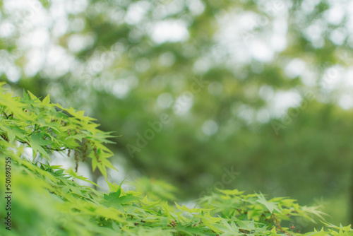 Fresh green young leaf forest Maple tree sunlight sparkling light Relaxing green Healing image Background material                                                                                                                           