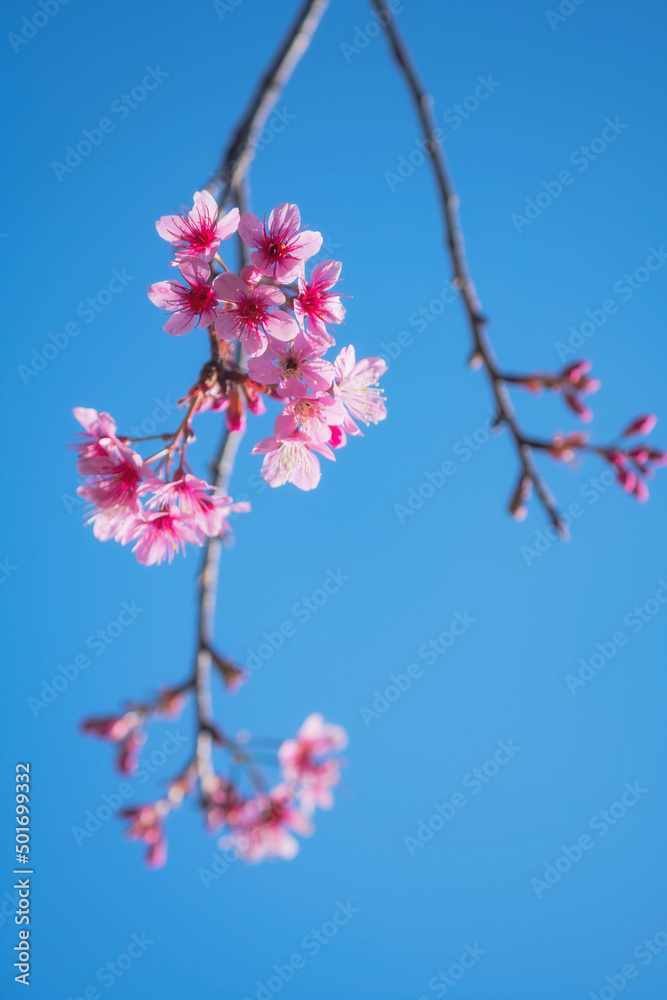 Pink Wild Himalayan Cherry blossom with clear blue sky Pink Wild Himalayan Cherry blossom with clear blue sky