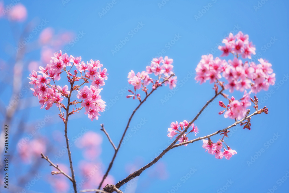 Pink Wild Himalayan Cherry blossom with clear blue sky