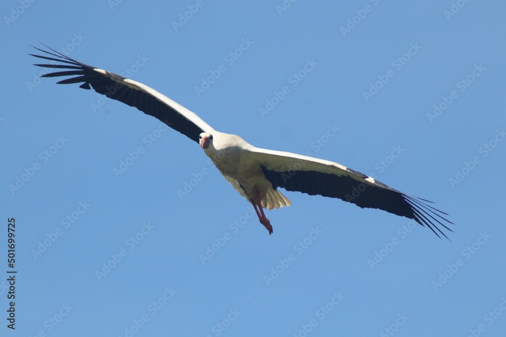 Fototapeta premium vulture in flight