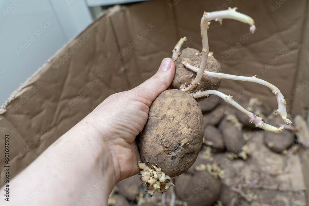 sprouted potato tubers in hand close-up, spoiled vegetables sprouted potato tubers in hand close-up, spoiled vegetables