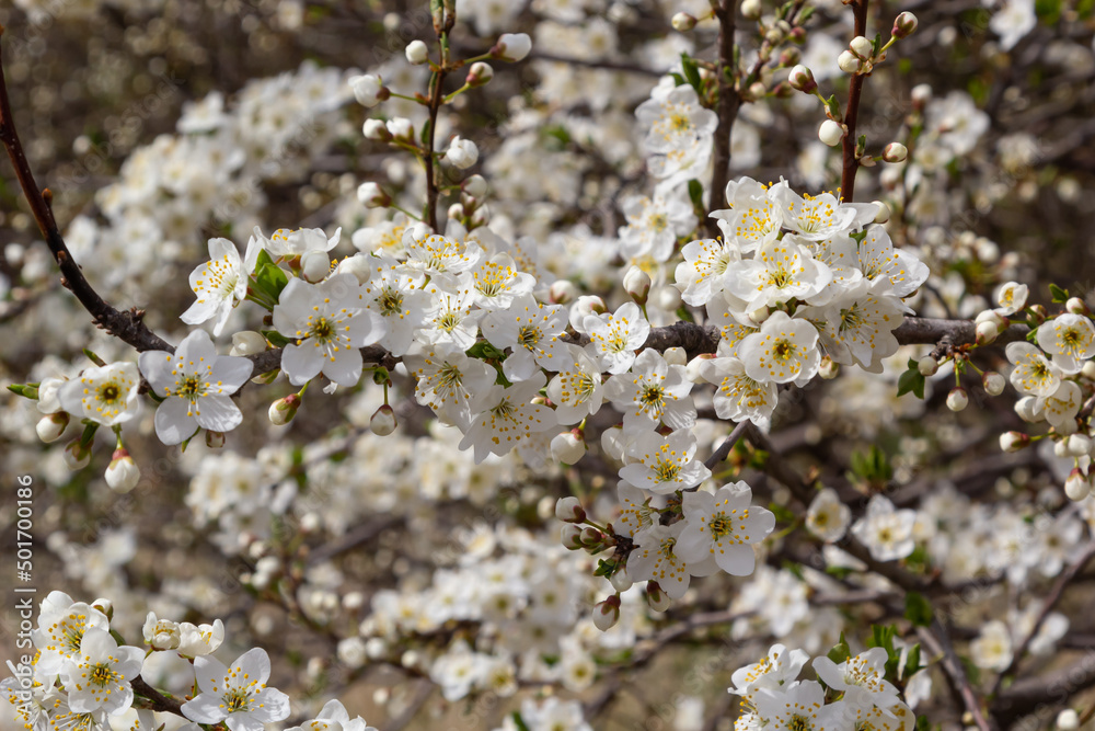 Prunus Cerasifera Blooming white plum tree. White flowers of Prunus Cerasifera Prunus Cerasifera Blooming white plum tree. White flowers of Prunus Cerasifera