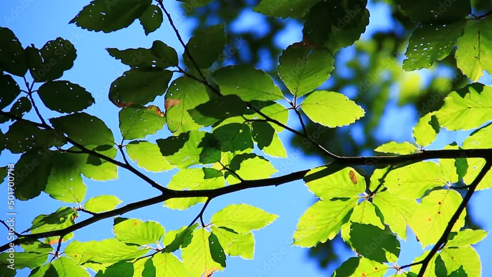Intensive green silhouettes of branches of leaves. Intensive green silhouettes of branches of leaves.