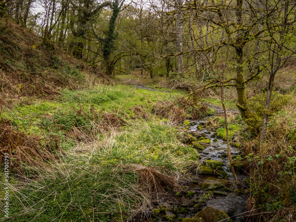 Exmoor landscape detail, with stream, in April. Exmoor landscape detail, with stream, in April.