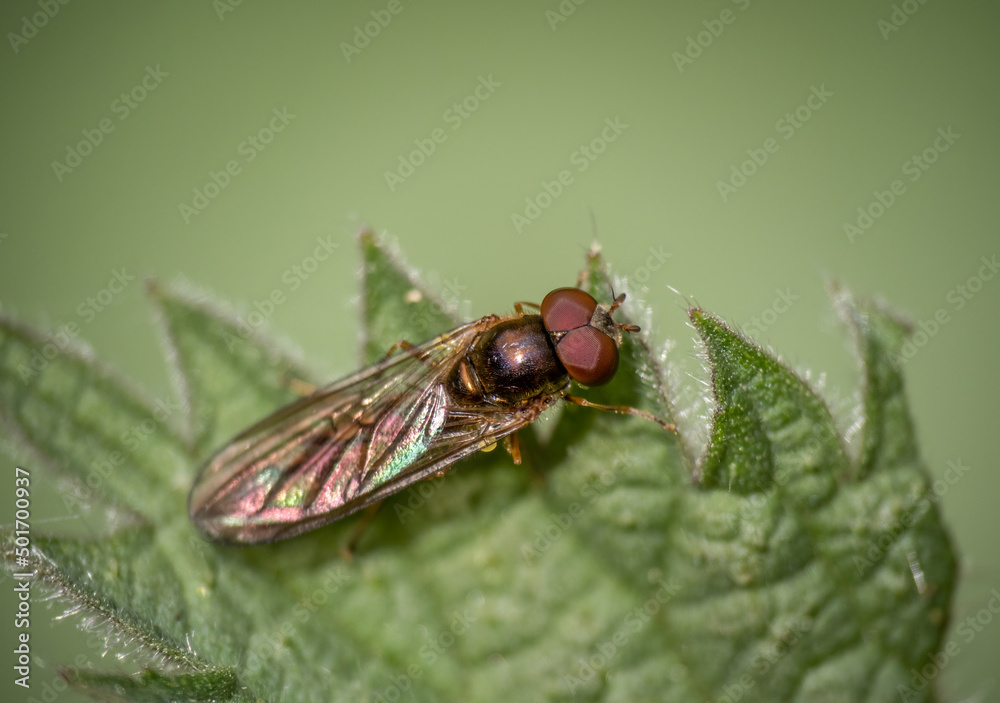 Chequered hoverfly macro, Melanostoma scalare. Closeup macro. Chequered hoverfly macro, Melanostoma scalare. Closeup macro.