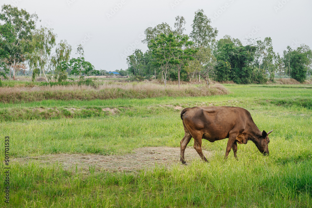 Cow ecological pasture on a meadow. Cow ecological pasture on a meadow.