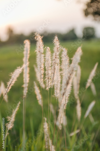 Grass flower with beautiful sunset and soft focus.